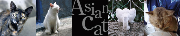 ASIAN CAT TOP IMAGE